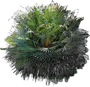 Carnauba Wax Palm